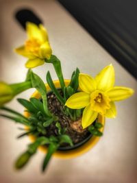 Close-up of yellow flowers