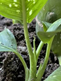 Close-up of green plant
