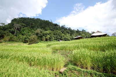 Scenic view of agricultural field against sky