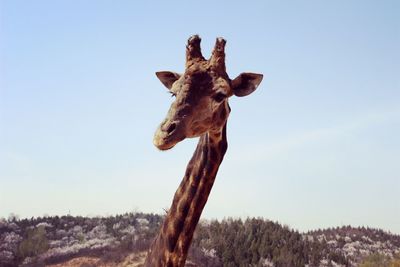 Close-up of giraffe against clear sky