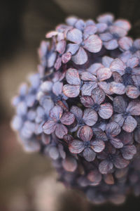 Close-up of purple flowering plant