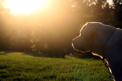 Close-up of dog on field