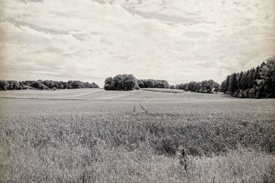 Scenic view of field against sky