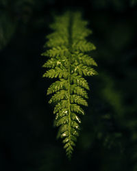Close-up of fern leaves