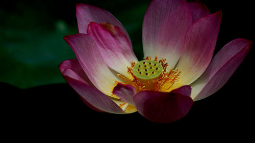 Close-up of pink lily against black background