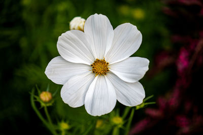 Close-up of a white garden cosmos