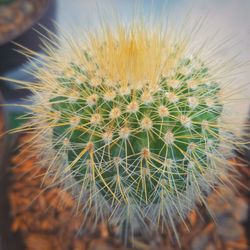 Close-up of dandelion