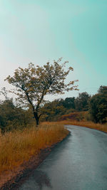 Tree by road against sky