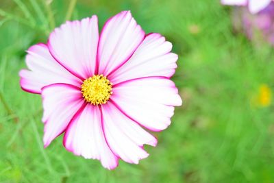 Close-up of pink flower