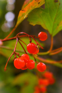 Close-up of red berries growing on tree