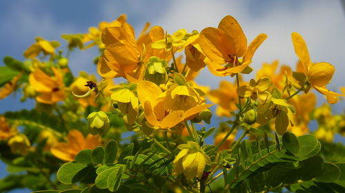 Close-up of yellow flowering plant against sky