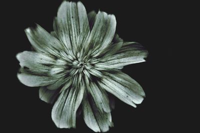 Close-up of flower over black background