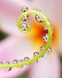 Close-up of wet plant