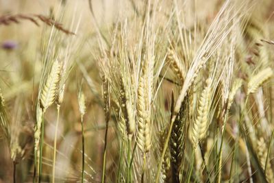 Close-up of wheat field