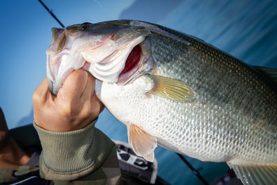 Big bass fish in hand