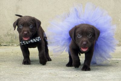 Portrait of dogs standing on footpath