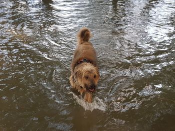 High angle view of golden retriever in lake