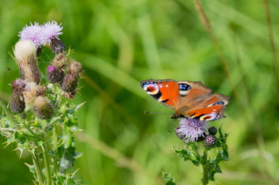 Close-up of butterfly on flower