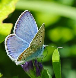 Close-up of butterfly pollinating on purple flower