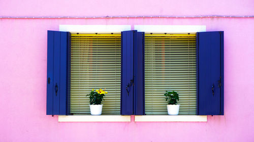 Two blue windows frame in burano on pastel pink color wall building architecture, venice, italy