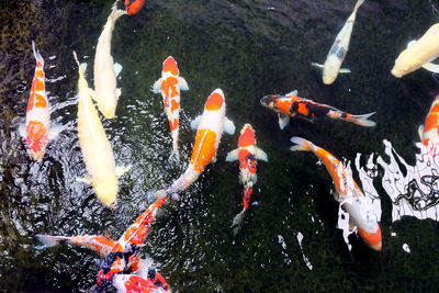 High angle view of koi carps swimming in pond