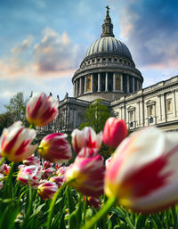 View of flowering plant against building