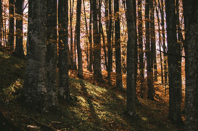 Trees in forest