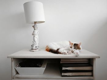 Cat lying on table at home