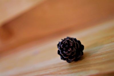 Close-up of pine cone on table