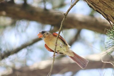 Close-up of bird perching on branch