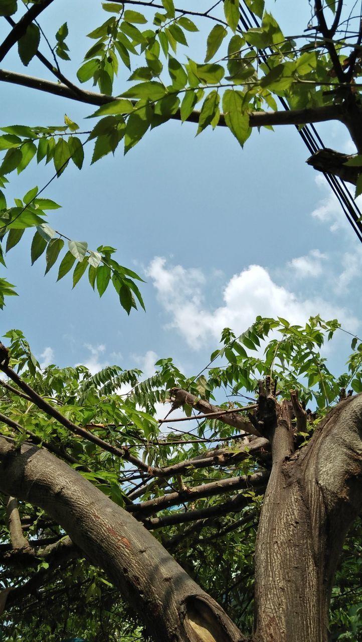 LOW ANGLE VIEW OF PLANTS AGAINST SKY