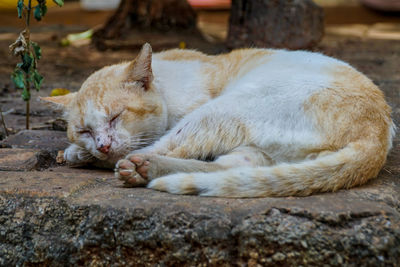 Close-up of cat sleeping