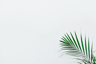 Palm tree against clear sky