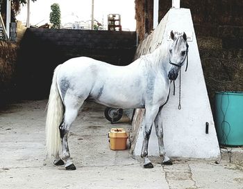 Horse walking on road