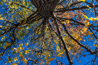Low angle view of tree against blue sky