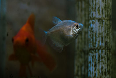 Close-up of fish swimming in aquarium