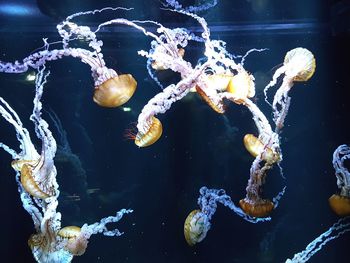 White medusa's