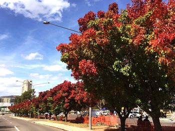 Low angle view of trees against sky