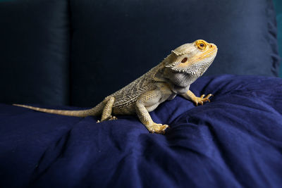 Close-up of a lizard