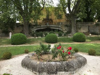 Flowers growing in garden