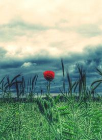 Plants growing on field against sky