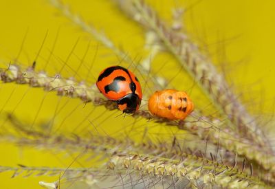 Close-up of ladybug on yellow leaf