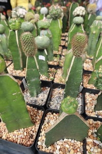 High angle view of succulent plant