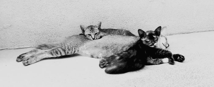 Dog resting on couch