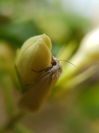 Close-up of insect on plant