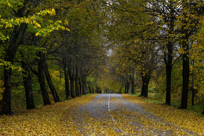 Road amidst trees in forest during autumn