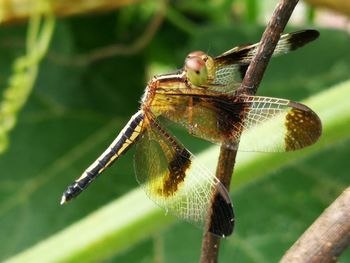 Close-up of dragonfly on plant