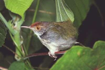 Close-up of bird perching on branch
