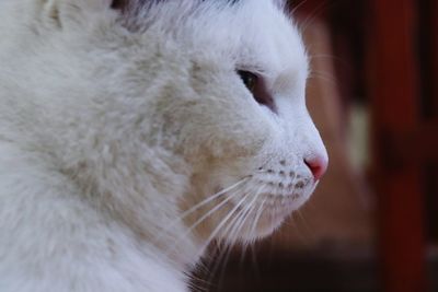 Close-up of a cat