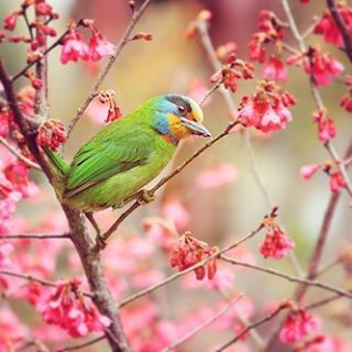 animal themes, one animal, bird, animals in the wild, flower, wildlife, branch, perching, focus on foreground, pink color, beauty in nature, nature, tree, freshness, growth, twig, close-up, outdoors, day, fragility